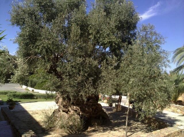Olivovník Thassos