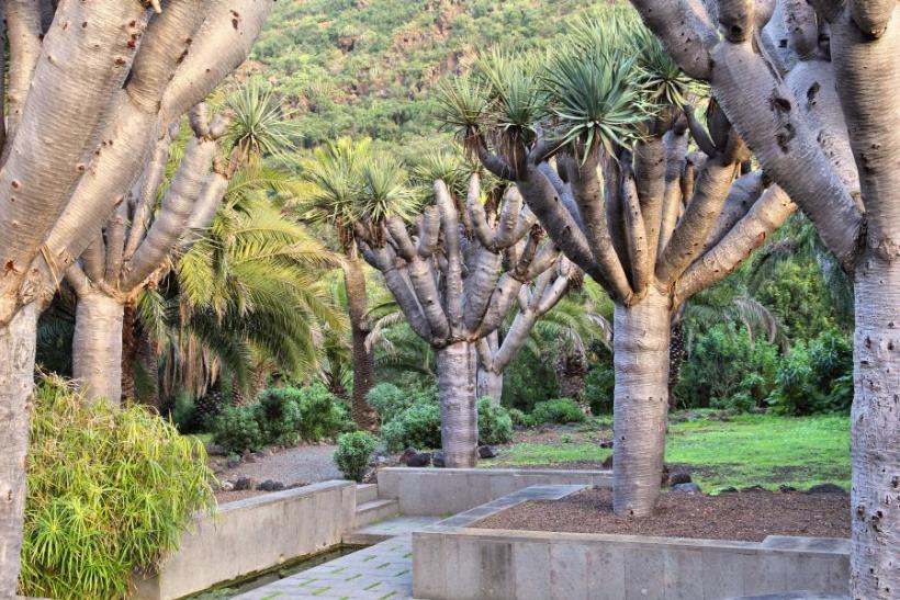 Botanická záhrada Gran Canarie