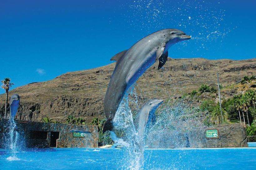 Delfíny v Palmitos Parku