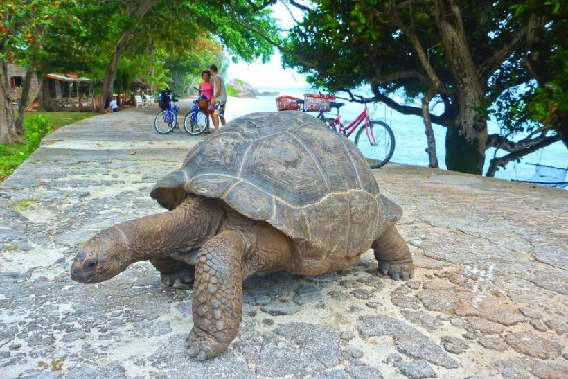 Korytnačka na Seychelách