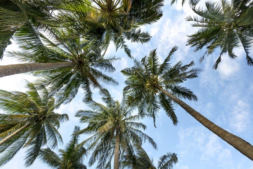 Výhľad na palmy
