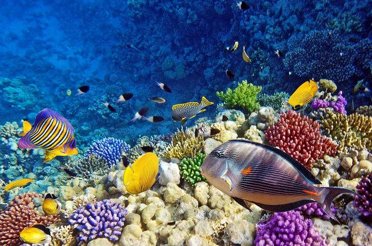 Pestrofarebný podmorský svet Červeného mora