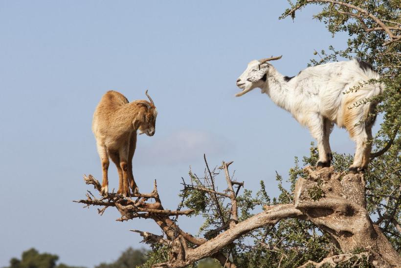Marocké kozy na vetvách argánovníka