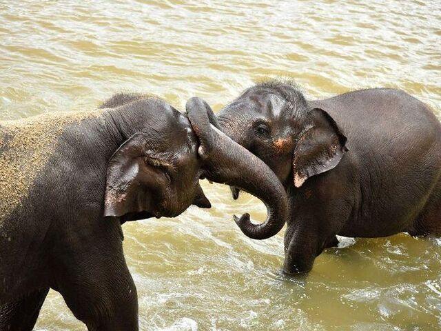 Srí Lanka a Maldivy