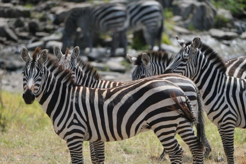 zebry v Tanzánii