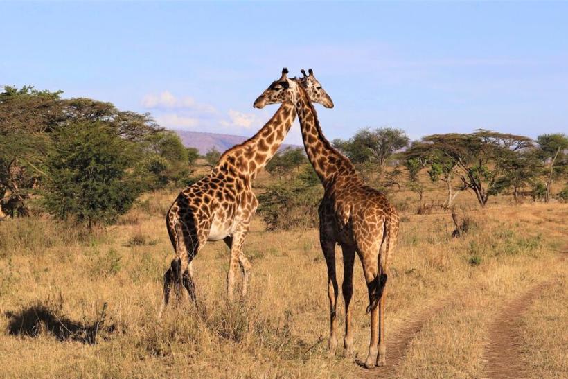 žirafy v Tanzánii