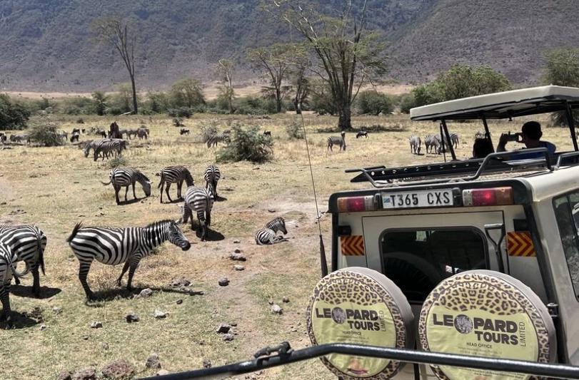 Pozorovanie stáda zebier na džípe. Tanzánia