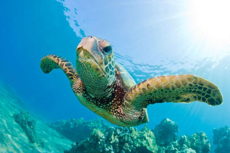 Morská korytnačka