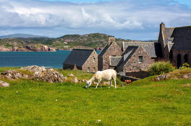 Pasúca ovca na zelenej lúke, kamenné domy a morské pobrežie. Škótsko.