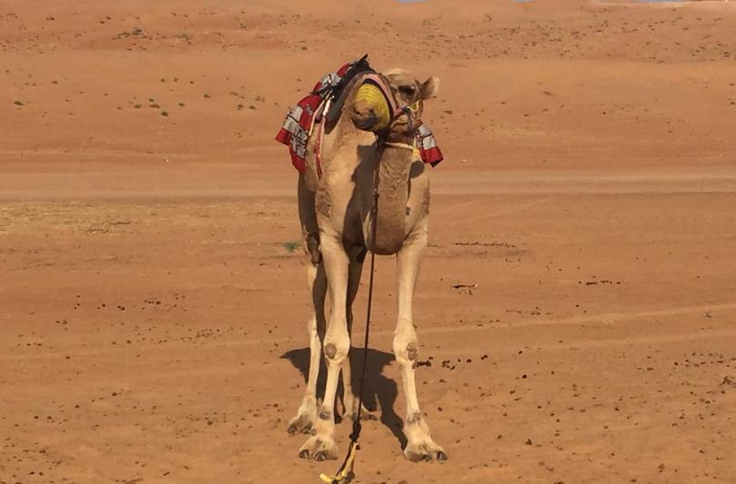 Ťava na púšti v Ománe.