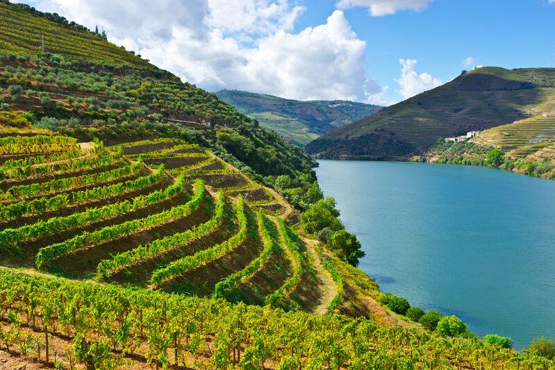 Vinice v okolí rieky Douro