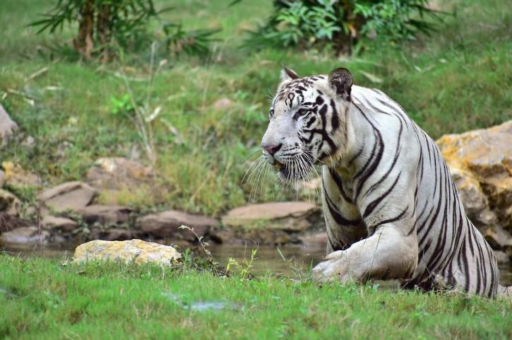 Indický biely tiger