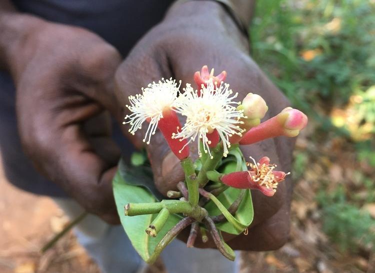 U nás známy skôr sušený - klinček, korenie do vareného vína, takto rastie na Zanzibare. Foto: archív CK SATUR