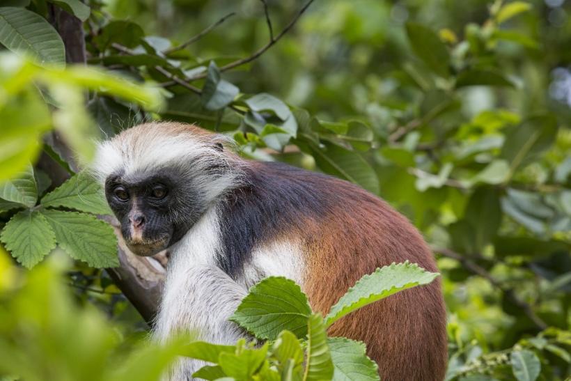 Guaréza červená patrí medzi turistami naojobľúbenejšieho obyvateľa Národného parku Jozani. Foto: depositphotos.com