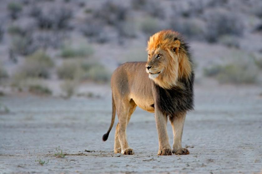 Kruger National Park, JAR