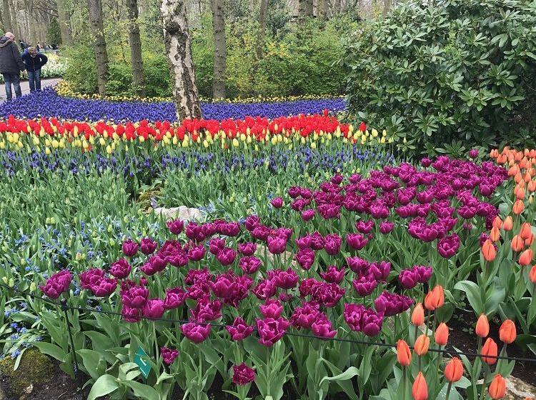 Keukenhof, Holandsko