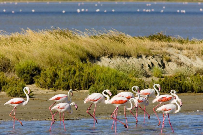 Camargue, Francúzsko