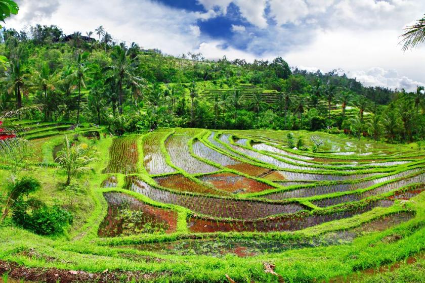 Ubudské ryžové polia. Bali 