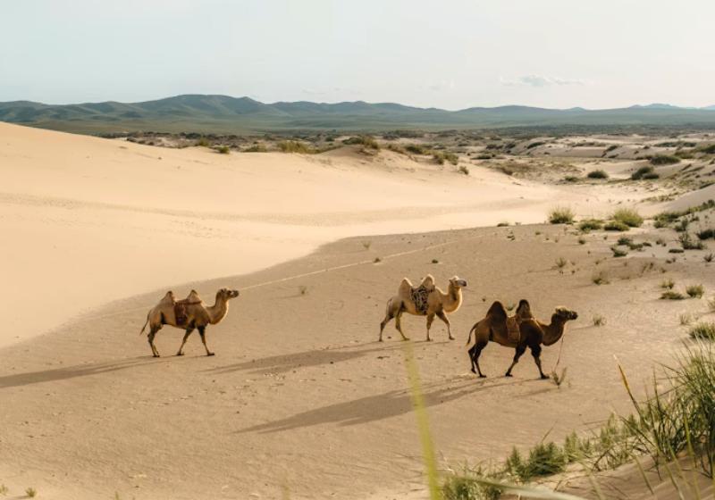 Tri ťavy na púšti Gobi v Mongolsku.