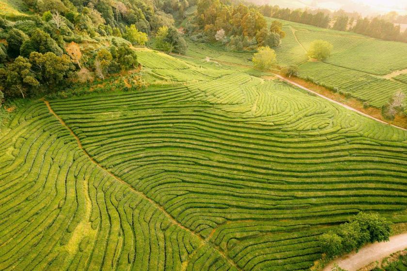 Čajové plantáže na Azoroch