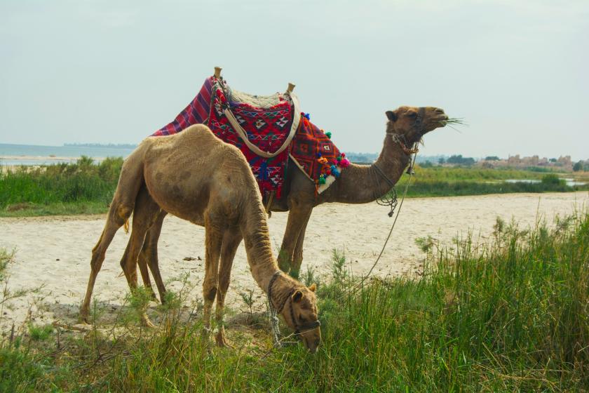 Ťavy pri jazere a tráve v Egypte.