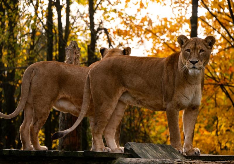 Levy v Givskud ZOO. Dánsko.