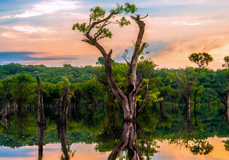 Amazonský prales - stromy a Amazonka. Brazília. Foto: unsplash.com