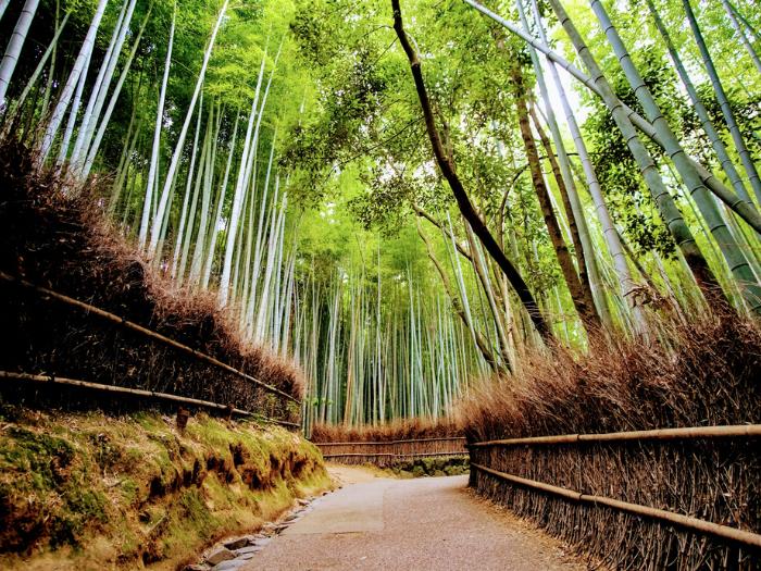 Bambusový háj a upravená cesta. Japonsko. Foto: unsplash.com