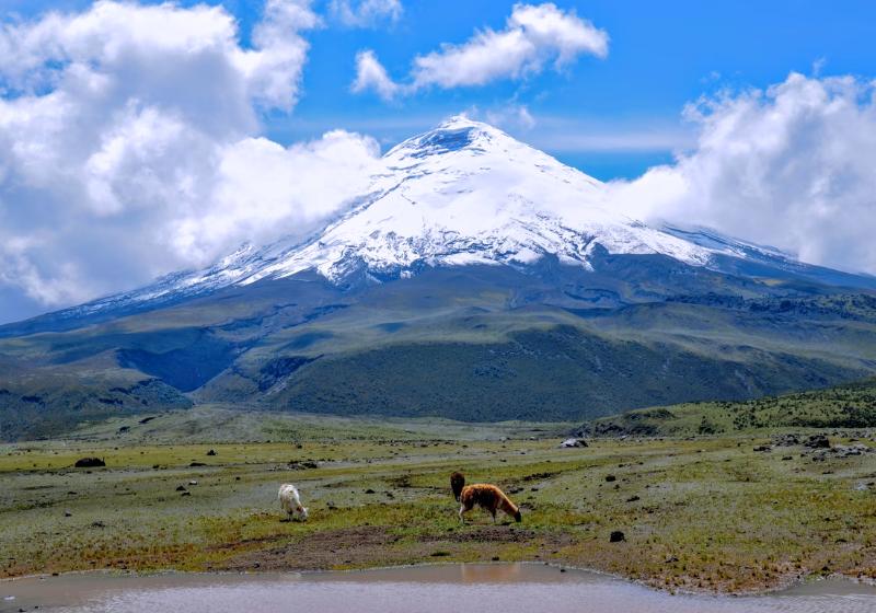 Pasúce sa lamy na zelenej tráve a sopka Cotopaxi so snehom. Ekvádor. Foto: unsplash.com