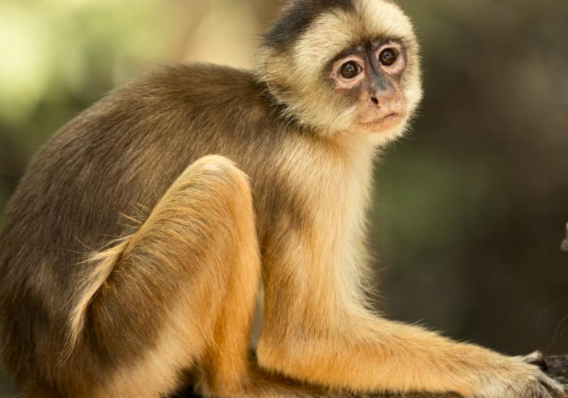 Opica z rehabilitačného centra v Manaus. Brazília. Foto: unsplash.com