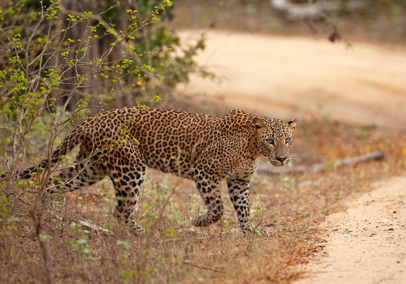 Leopard v NP Yala. Srí Lanka. Foto: unsplash.com