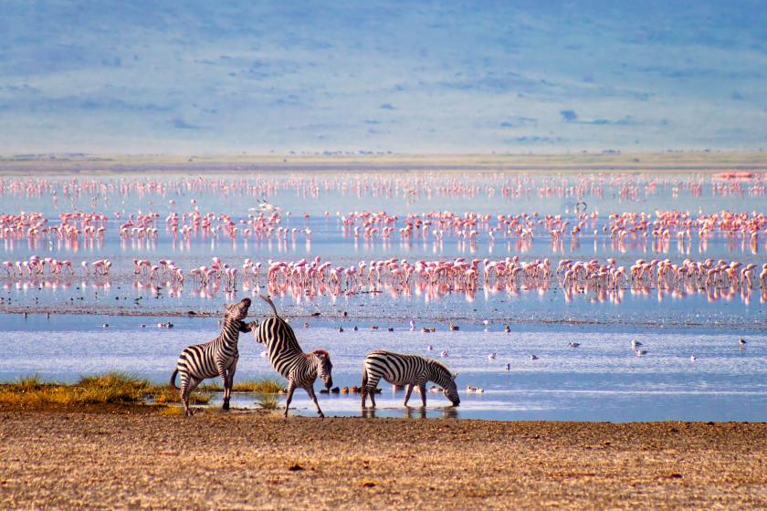 Ngorongoro