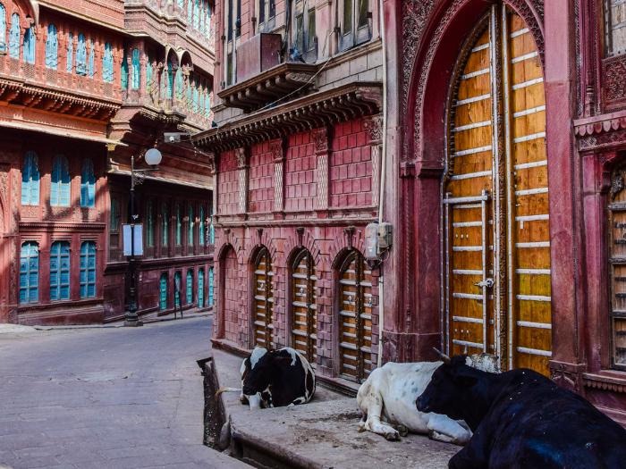 Farebné domy a kravy v meste Bikaner v Indii