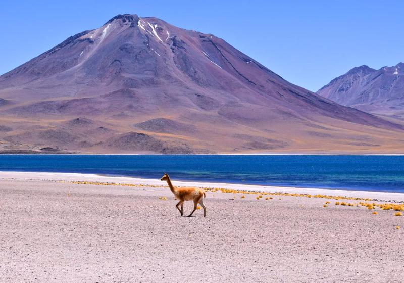 Modrá lagúna, sopka a zviera. Atacama. Čile. Foto: unsplash.com