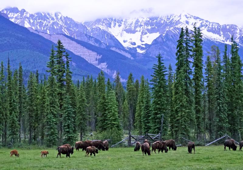Skalné hory, stromy a pasúce sa zvieratá v Golden. Kanada. Foto: unsplash.com
