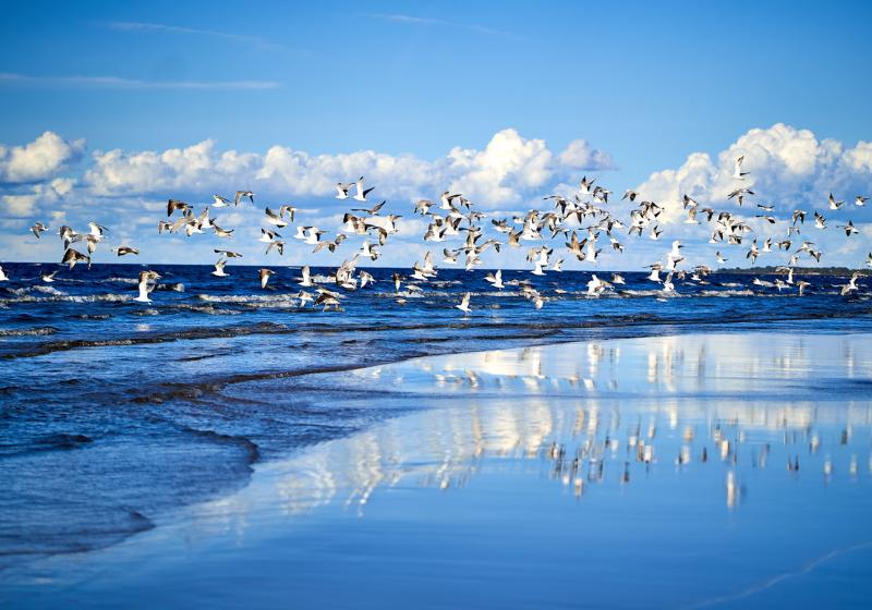 Pláž Jurmala neďaleko Rigy. Lotyšsko. Foto: unsplash.com