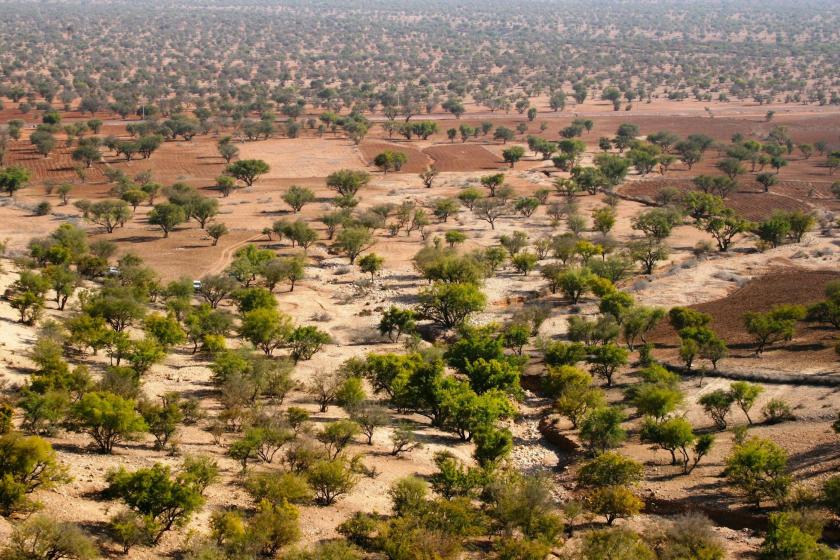Argánové stromy a marocký región Sousse-Masa.