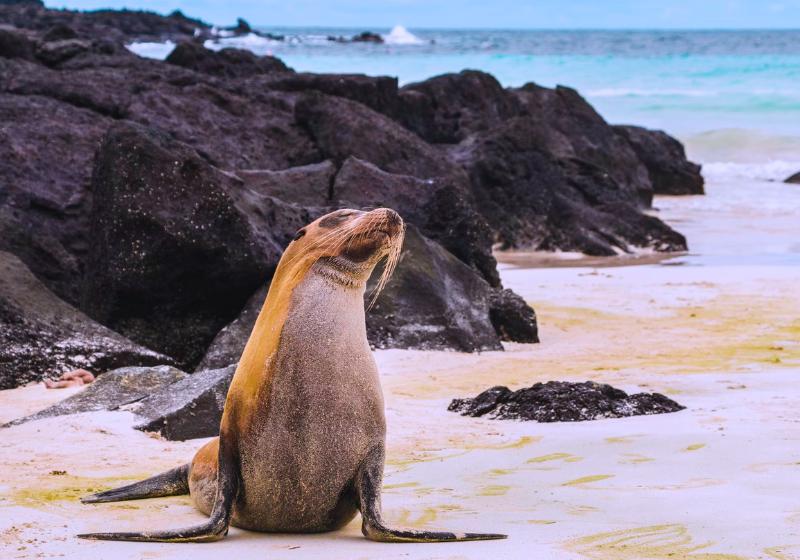 Uškatec na pláž, skaly v pozadí a oceán. Galapágy. Foto: unsplash.com