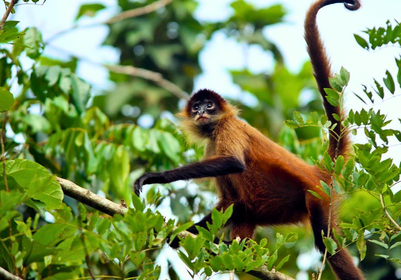 Opica na strome v NP Tortuguero. Kostarika. Foto: unsplash.com