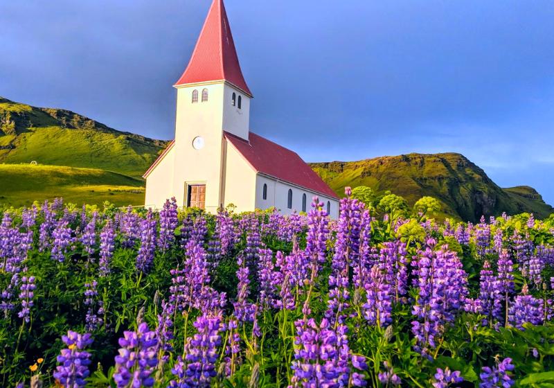 Kostol s červenou strechou a fialové kvety v dedinke Vík, Island. Foto: unsplash.com