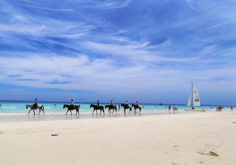 Kone na pláži na ostrove Zanzibar.