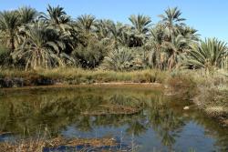 Oáza Siwa, Egypt