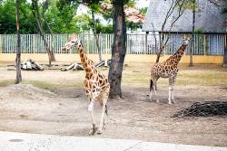 Nyíregyháza, Maďarsko