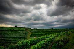 Goriška Brda, Slovinsko