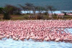 Plameniaky na jezere bogoria v keni