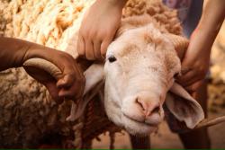 Islamský sviatok Eid el Hajj.