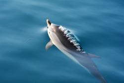 Delfín v zálive Taranto s Iónskom mori. 