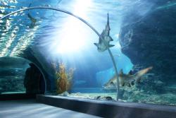 Národné akvárium v Qawre