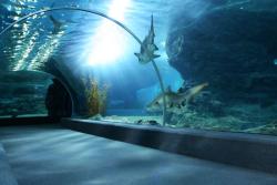 Sea Life Bangkok Ocean World