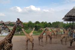 safari world